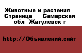  Животные и растения - Страница 3 . Самарская обл.,Жигулевск г.